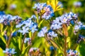 Little blue forget-me-not flowers in the sun on spring meadow. Royalty Free Stock Photo