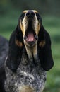 LITTLE BLUE GASCONY HOUND, ADULT YAWNING Royalty Free Stock Photo