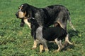 Little Blue Gascony Hound Dog, Male with Pup standing on Grass Royalty Free Stock Photo