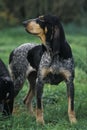 Little Blue Gascony Hound, Dog standing on Grass Royalty Free Stock Photo