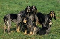 Little Blue Gascony Hound, Dog standing on Grass Royalty Free Stock Photo