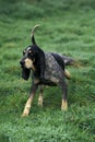 Little Blue Gascony Hound, Dog urinating on Grass Royalty Free Stock Photo
