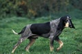 Little Blue Gascony Hound, Male Dog standing on Grass Royalty Free Stock Photo