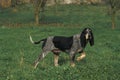 Little Blue Gascony Hound, Male Dog standing on Grass Royalty Free Stock Photo