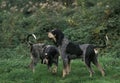 Little Blue Gascony Hound, Pair standing on Grass Royalty Free Stock Photo