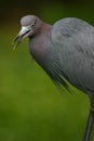 Little blue heron Royalty Free Stock Photo