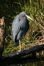 Little blue heron Royalty Free Stock Photo