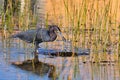 Little Blue Heron catching food. Royalty Free Stock Photo
