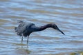 Little blue heron Royalty Free Stock Photo