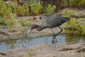 Little Blue Heron