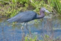 Little Blue Heron Royalty Free Stock Photo