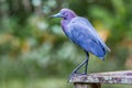 Little Blue Heron Royalty Free Stock Photo