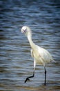 Little Blue Heron on the Beach, Port Aransas Texas