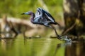 Flight of the Little Blue Heron