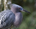 Little Blue Heron bird stock photo.  Image. Portrait. Picture. Close-up head profile view bokeh background.  Perched. Beautiful Royalty Free Stock Photo