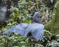 Little Blue Heron bird Stock Photos. Little Blue Heron bird close-up profile view with spread wings. Royalty Free Stock Photo