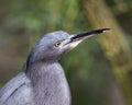 Little Blue Heron bird Stock Photos. Image. Portrait. Picture. Head close-up profile view. Bokeh background Royalty Free Stock Photo