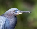 Little Blue Heron bird Stock Photos.   Little Blue Heron bird head close-up profile view with a bokeh background Royalty Free Stock Photo