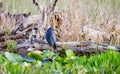 Little Blue Heron bird, Okefenokee National Wildlife Refuge