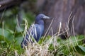 Little Blue Heron bird, Okefenokee National Wildlife Refuge