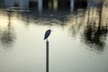 Little blue heron bird perching near lake water in Florida wetland Royalty Free Stock Photo