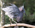 Little Blue Heron bird stock photo.  Image. Portrait. Picture. Close-up side profile view bokeh background.  Fluffy bleu feathers Royalty Free Stock Photo