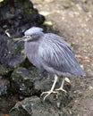 Little Blue Heron bird Stock Photos. Little Blue Heron bird close-up profile view perched. Portrait. Photo. Image. Picture