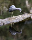 Little Blue Heron bird Stock Photos. Image. Portrait. Picture. Perched on log by water. Bird reflection on the water. Looking at Royalty Free Stock Photo