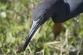 Little Blue Heron closeup with recently caught fish Royalty Free Stock Photo