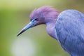 Little Blue Heron Royalty Free Stock Photo