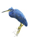 Little Blue Heron Royalty Free Stock Photo