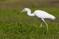 Little Blue Heron eating a bug in a field Royalty Free Stock Photo