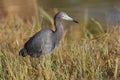 Little Blue Heron at the edge of a marsh - Port Charlotte. Florida Royalty Free Stock Photo