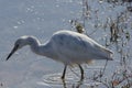 Little blue heron Egretta caerule 3