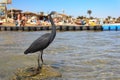 Little blue heron (Egretta caerulea)