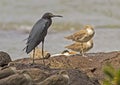 Little Blue Heron (Egretta caerulea) Royalty Free Stock Photo