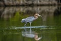 Little Blue Heron (Egretta caerulea) fishing Royalty Free Stock Photo