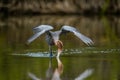 Little Blue Heron (Egretta caerulea) fishing Royalty Free Stock Photo