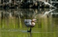 Little Blue Heron (Egretta caerulea) fishing Royalty Free Stock Photo