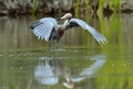 Little Blue Heron (Egretta caerulea) fishing Royalty Free Stock Photo