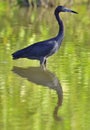 Little Blue Heron (Egretta caerulea) fishing Royalty Free Stock Photo