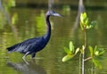 Little Blue Heron (Egretta caerulea) fishing Royalty Free Stock Photo