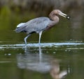 Little Blue Heron Egretta caerulea fishing Royalty Free Stock Photo