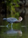 Little Blue Heron Egretta caerulea fishing Royalty Free Stock Photo