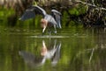 Little Blue Heron (Egretta caerulea) goes on water Royalty Free Stock Photo