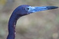 Little blue heron Egretta caerulea Royalty Free Stock Photo