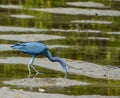 A Little Blue Heron Egretta caerulea at the Lemon Bay Aquatic Reserve in Cedar Point Environmental Park, Sarasota County Florida Royalty Free Stock Photo