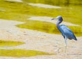 A Little Blue Heron Egretta caerulea at the Lemon Bay Aquatic Reserve in Cedar Point Environmental Park, Sarasota County Florida Royalty Free Stock Photo