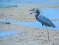 A Little Blue Heron Egretta caerulea at the Lemon Bay Aquatic Reserve in Cedar Point Environmental Park, Sarasota County Florida Royalty Free Stock Photo