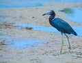 A Little Blue Heron Egretta caerulea at the Lemon Bay Aquatic Reserve in Cedar Point Environmental Park, Sarasota County Florida Royalty Free Stock Photo